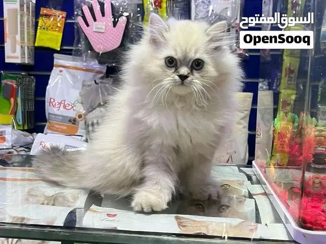 بيع القطط الهملايا