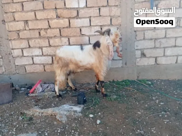 جدي ألله ايبارك