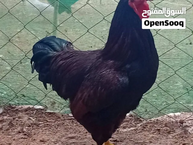 بيض دجاج رود آيلاند رد