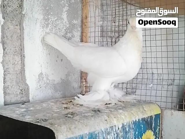 جةز سنفور ابيض