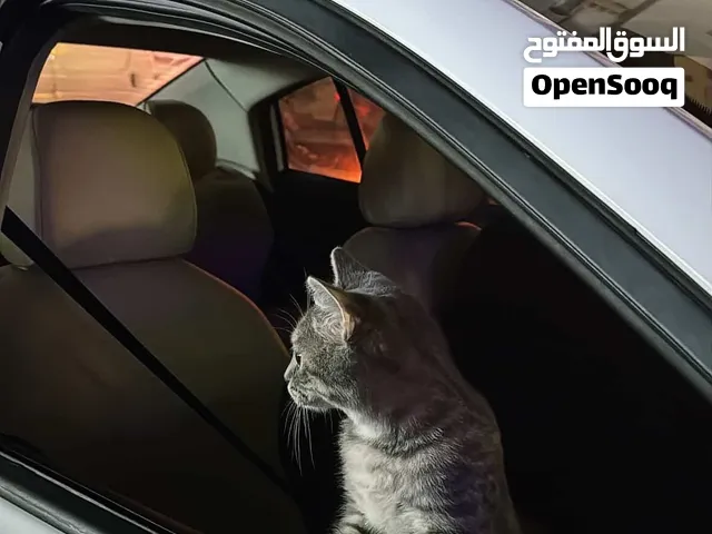 سكوتش فولد