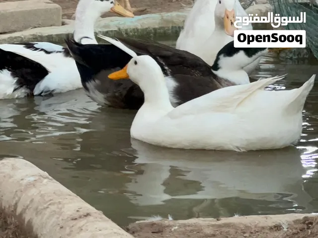 اربع بشوش للبيع 35 شلع