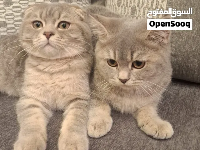 للبيع قطط هملايا بيور بصحة ممتازة ولعوبين جدا