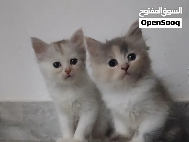 قطط كيتينز عمر شهر