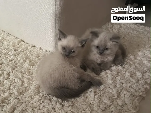 قطط جميلة للتبني