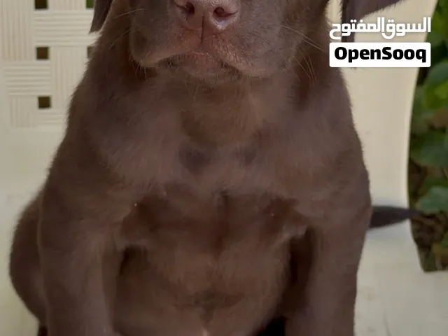 جرو لابرادور للبيع – Labrador Retriever  رفيق مميز لعائلة تستحق الأفض