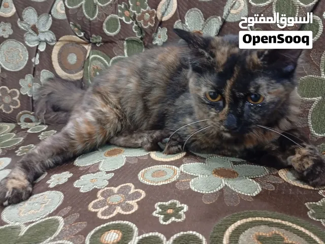 للبيع قطة أليفه مع الجهال