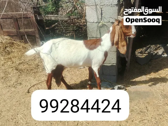 غنم الباكستانى بيور