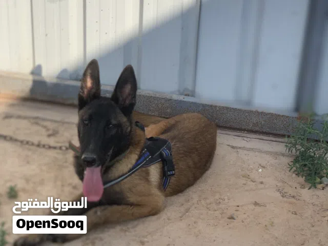 جريو ملينوا حاجه نضيفه جريو الله يبارك للبيع او تبديل بكتيب التطعيمات حاجه الله يبارك كان بتكسب