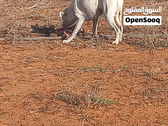 جراء للبيع تبي تنظيف ننظفهولك ناقصه تطعيمه وكلاب حراسه ربي يبارك