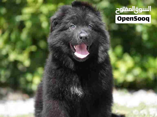 Royal black German puppy