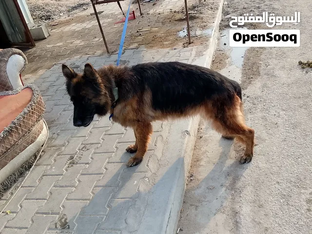 نثيه جيرمن مزاوجه وي بلاك شوف الوصف