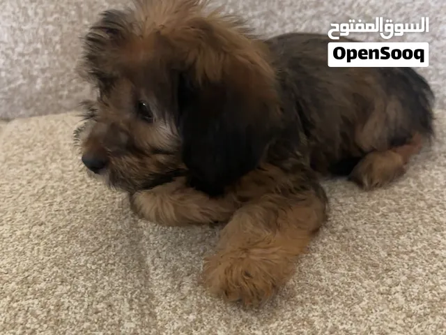 كلب كنيش عمر شهرين 2500 درهم