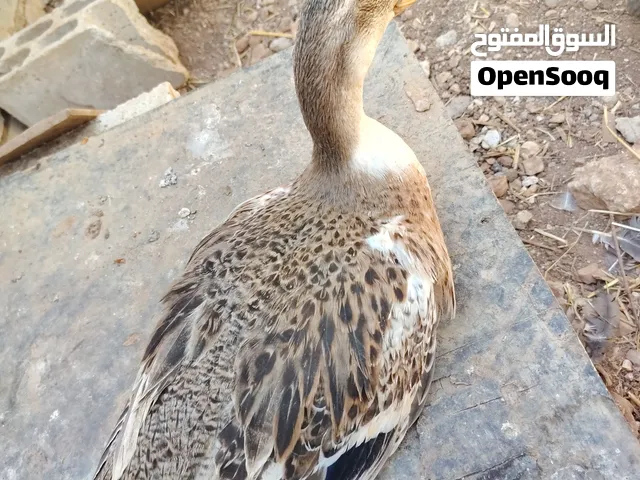 أنثى بط خضاري للبيع أو للبدل على دجاج بلدي