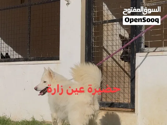 انتايه هاسكي استراد تونس