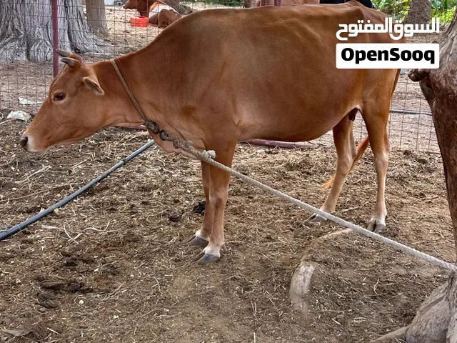 للبيع بقره عمانيه