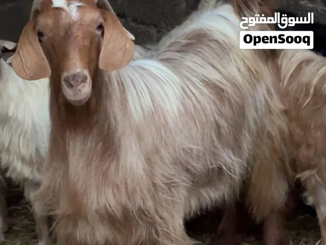 للبيع جدي جاهز للذبح