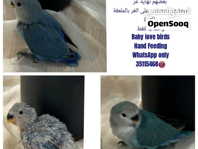فروخ لفبيرد Baby Lovebirds