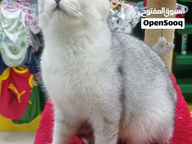 British kitten for saleقط بریتیش للبیع