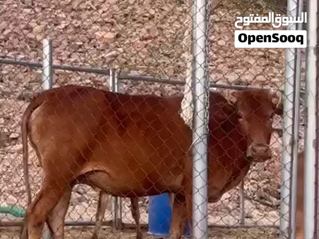 بقره تهجين