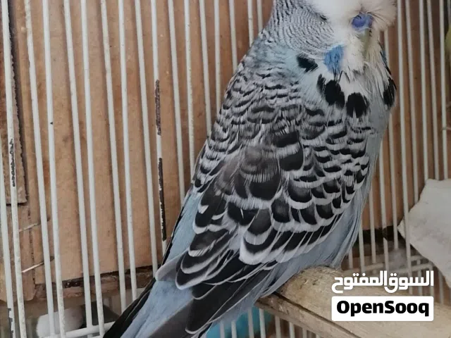 مجموعة طيور محليه