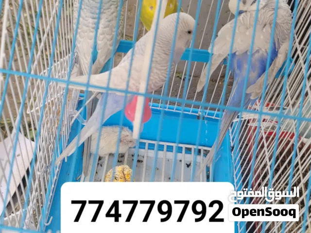 طيور زينة +عشاق +حمام