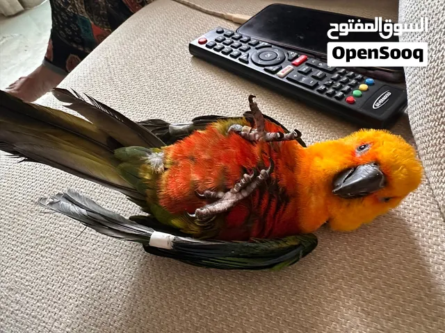 جنداي كنيور انثي العمر 7 شهور