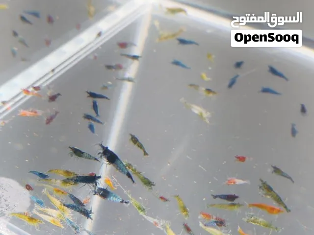 شرمب للبيع  الوان