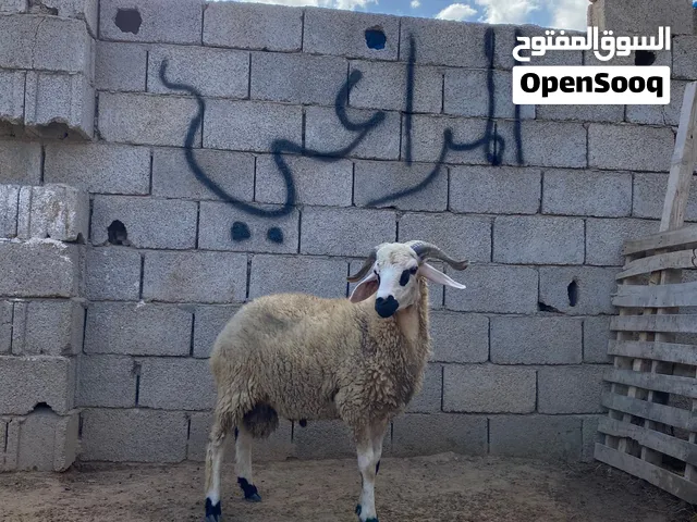 حولي اللهم بارك عز ما تكسب او تدبح