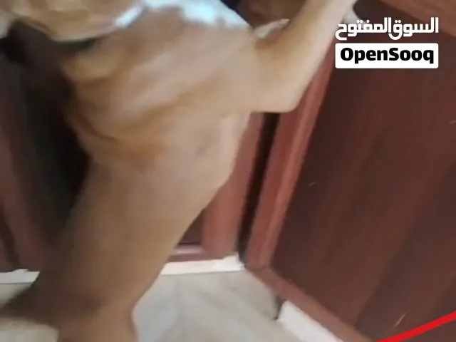 امريكن بولي