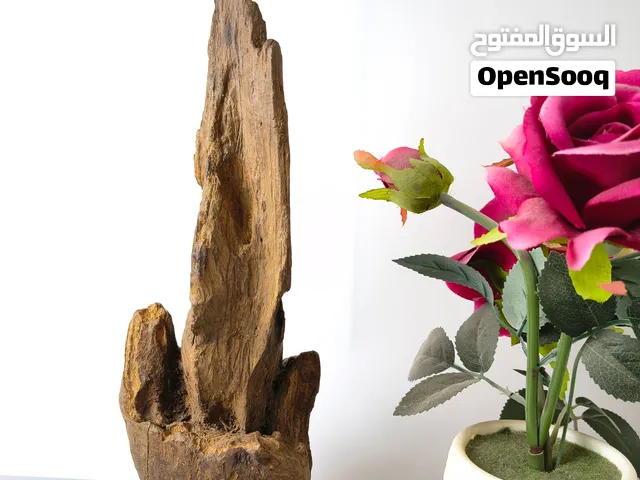 عود سومطري طبيعي