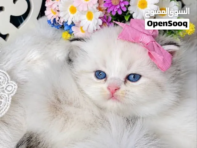 قطط راغدول حاجه تحفة جداً