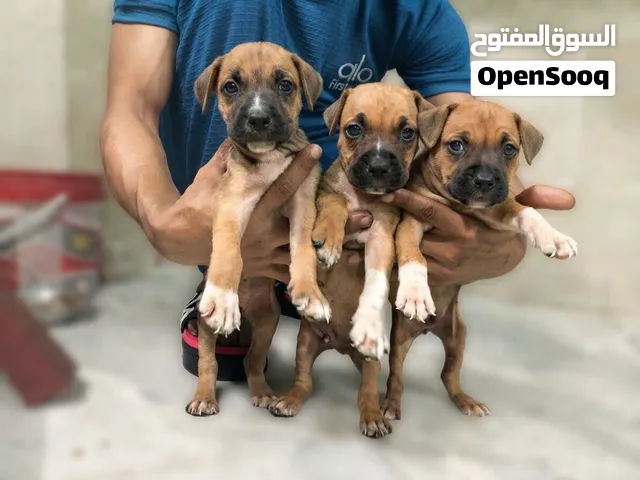 جراوي اميركان بيتبول