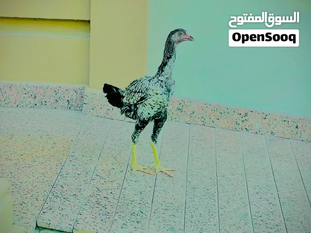 للبيع ديايه باكستانيه شيجره