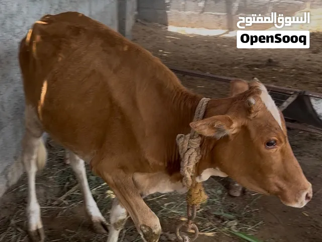 عجلتين محليات للبيع