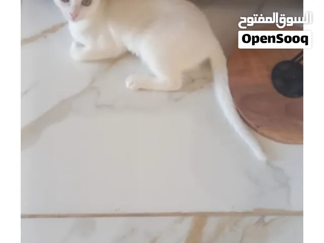 قطوسة للتبني