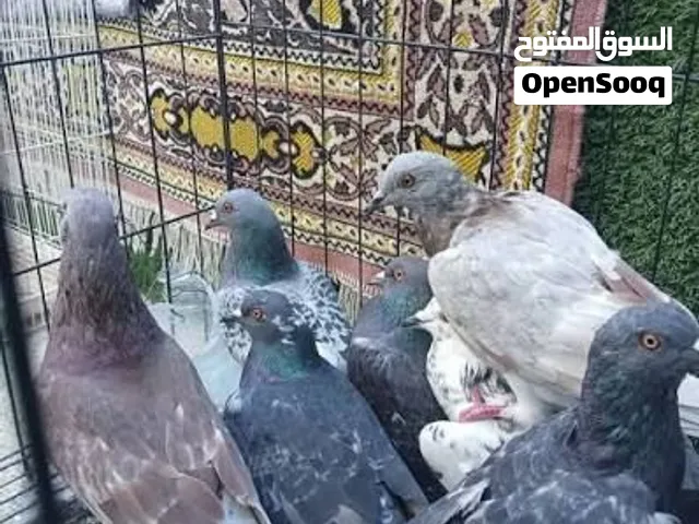 9 جواز حمام بلدي كل الالوان 90 شيكل كلهم