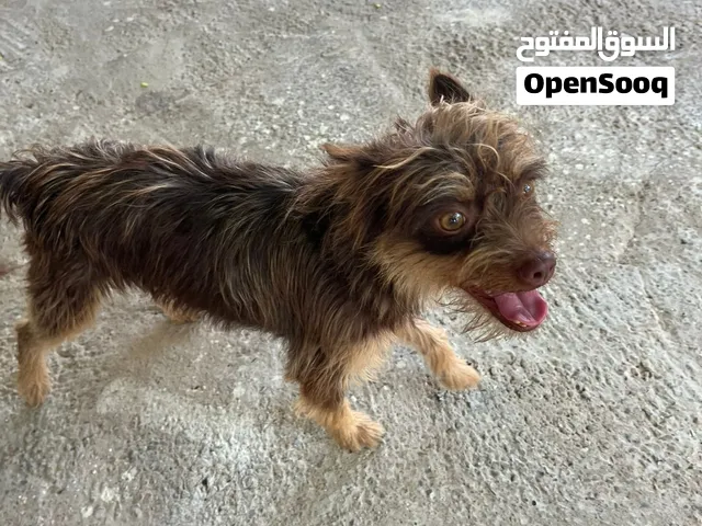 كلاب تشيواوه