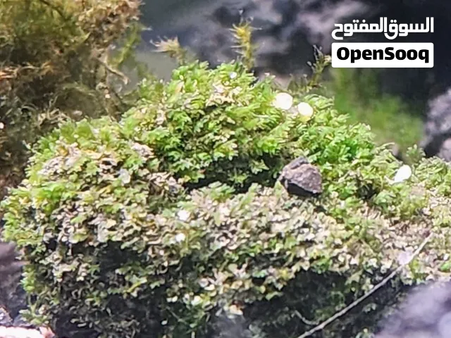 نبات كريسماس موس
