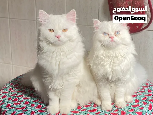 قطيتين بيرشن ابيض مطعمات مع جوازات سفر على 1000