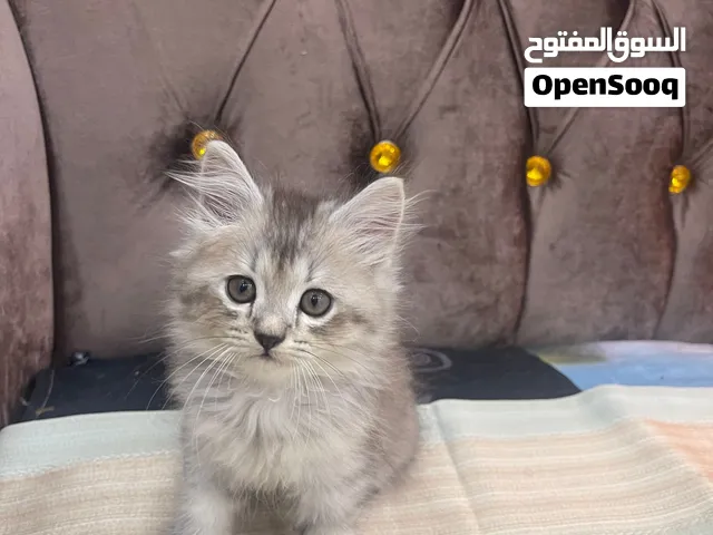 قطط شيرازي عمر شهر ونص