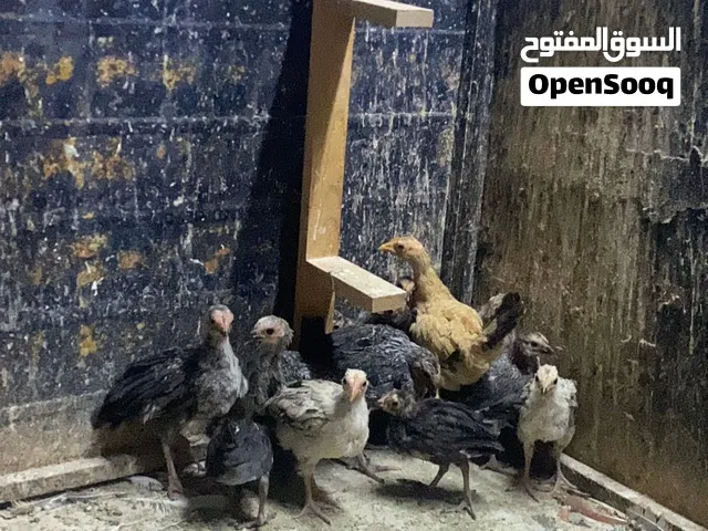 فرخات للبيع عمر شهرين