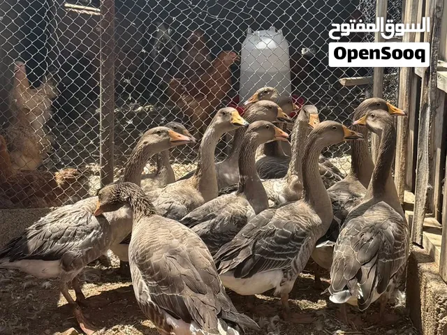 ازواج وز للبيع فقط