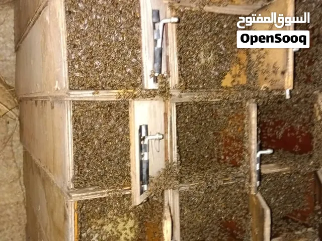 لبيع النحل البلدي مضمون لبيع العسل والنحل البلدي أصول درجه اولى بلكاش او مرينه وعلى الشرط لبيع النحل