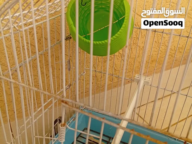 قفص عصافير للبيع استعمال اسبوع مع الحضانه