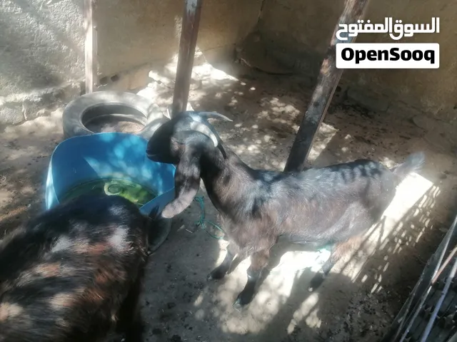 عنز ولدة وحده موجودة في الجيزة