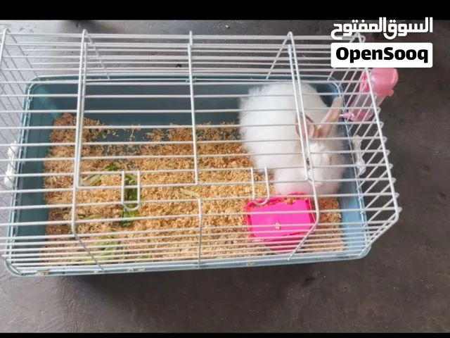 Holland Rebate with New Big cage