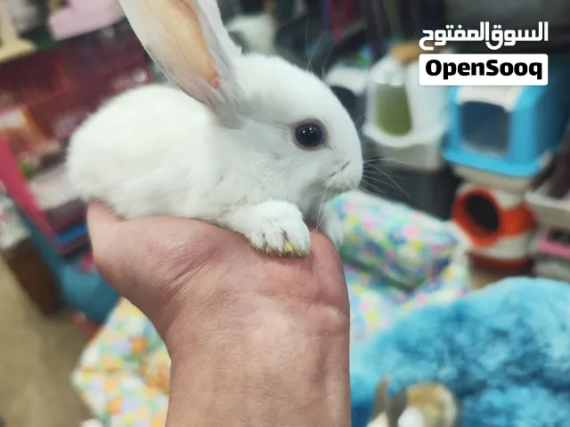 ارانب فرنسية مطعمه انتاج مزارع زي طابة الصوف متفاعل ، شعر ناعم بياكل علف مركز بالتمر او خضروات