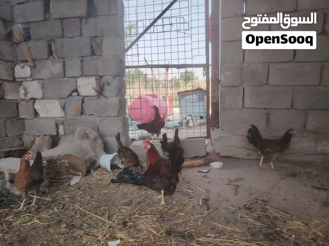 السلام عليكم  متاح دجاج كويتي خط اول دم نقي عل وجه بياض سعر زوج 35وبيهن فروجات ثنين ب25
