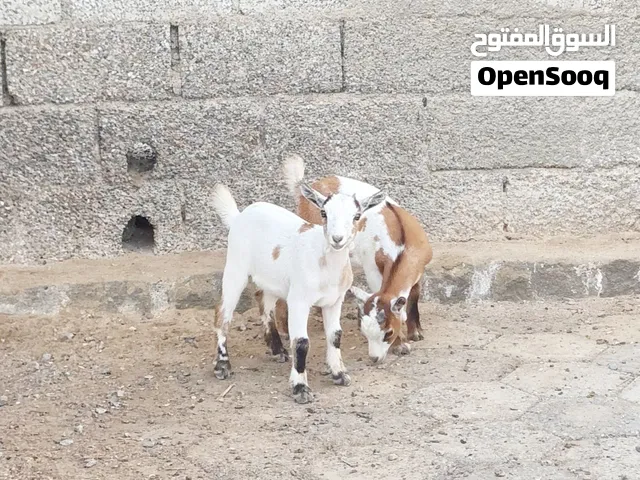 ماعز قزم صغار 4 اناث واحد ذكر ب480